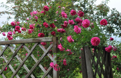 Cerise_Bouquet_12__8499.jpg