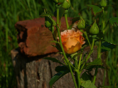 Jean_de_Boheme_2012.jpg