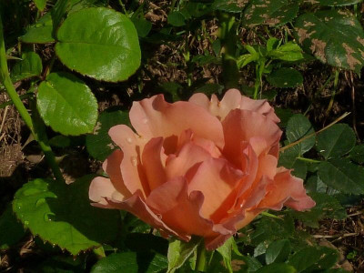 Jean_de_Boheme_3__2012.jpg