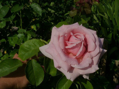 Frederic_Mistral_2012.jpg