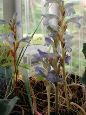 Orobanche.jpg