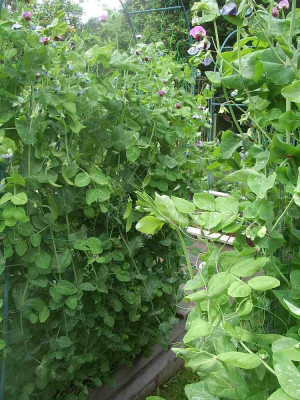 Erbsen_21.06.12.jpg