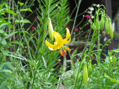 L.parryi-ax.jpg