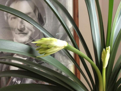 clivia-miniata-citrina_20120621_zg.jpg