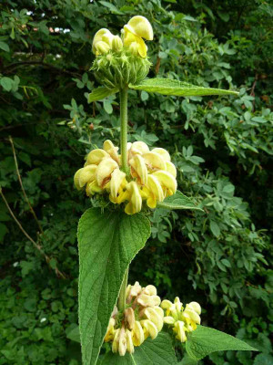 Phlomis_russeliiana_P10403761.jpg