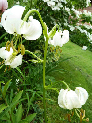Lilium_martagon_wei_P10403691.jpg