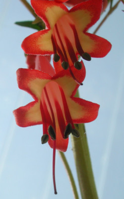 Phygelius.jpg