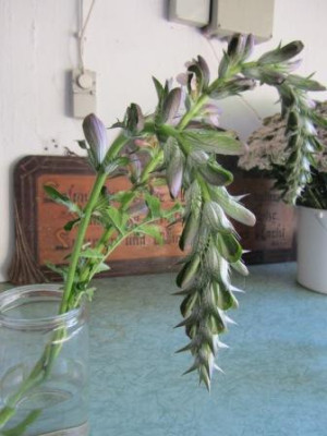 2012-06-20_-__Acanthus.jpg