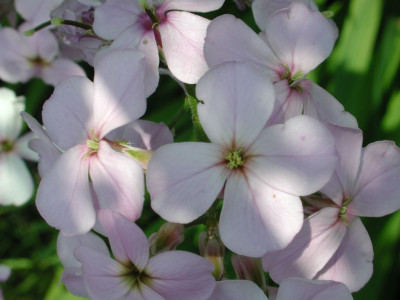 Hesperis_matronalis.jpg