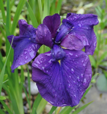 Teichiris_12__9189.jpg