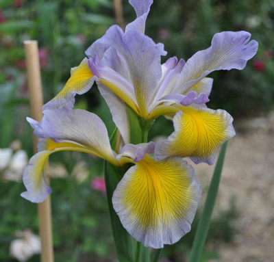 Iris_gb_12__9041.jpg