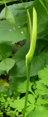 arisaema-unbekannt-210612.jpg