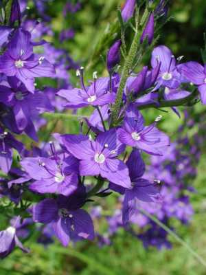 Veronica_austriaca_Knallblau.jpg