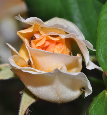 DSC_0211a_Large.jpg