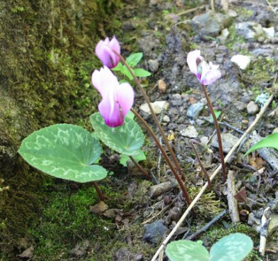 Cyclamen-purpurascens-hansihoe-uwe.jpg