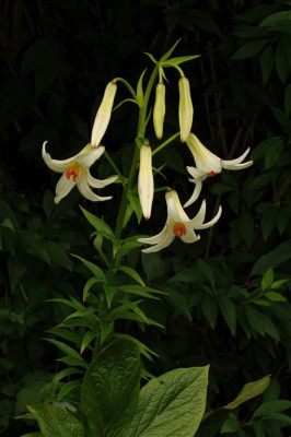 Lilium_kesselringianum_20120622.jpg