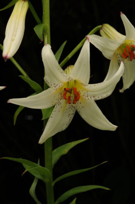 Lilium_kesselringianum_20120622_1.jpg