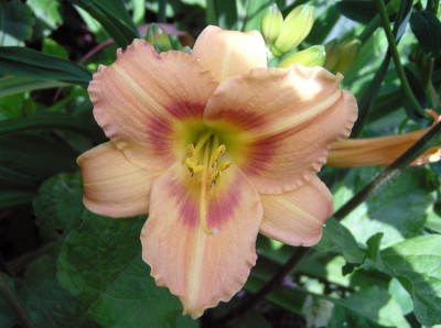 hemerocallis_was_weiss_ich.jpg