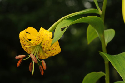 Lilium_lijiangense_20120622.jpg