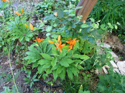 L.tsingtauense-2012-ax.jpg