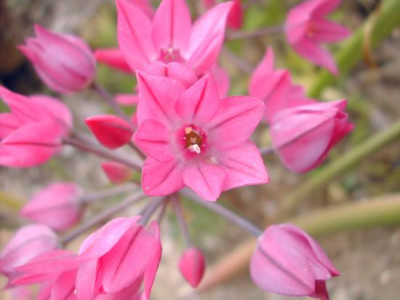Allium_roseum.jpg
