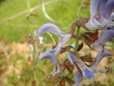 Salvia_militiorrhiza.jpg