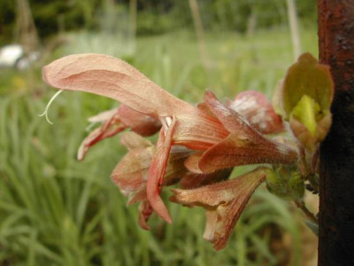 Salvia_africana-lutea.jpg
