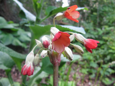 Primula_florindae_120622.jpg