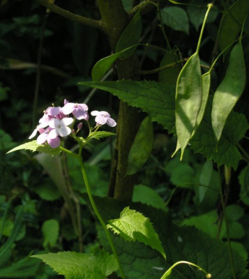 Lunaria_rediviva_01_06_05.jpg