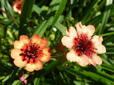 Potentilla_P1040384.jpg