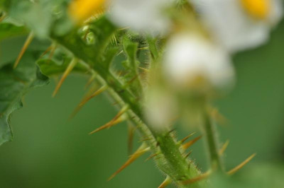 DSC_0052mg.jpg