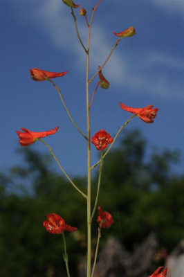 Delphinium_nudicaule_20120520.jpg