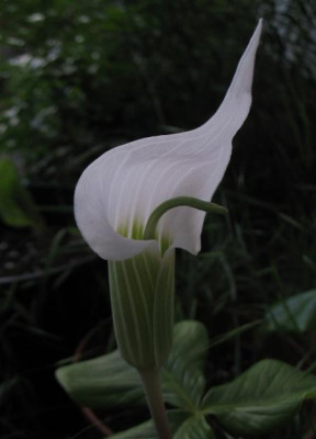 IMG_6105_Arisaema_candidissimum_wei.jpg