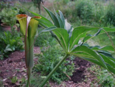 IMG_6098_Arisaema_spec._consanguineum_Verwandschaft_2.jpg