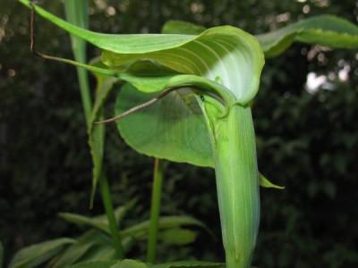 IMG_6095_Arisaema_jaquemontii_deformiert.jpg