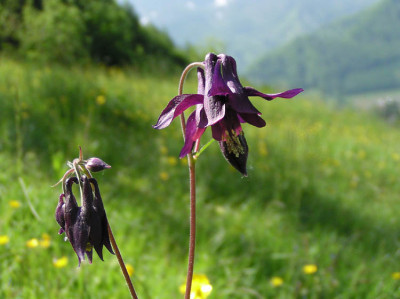 aquilegia_atrata_auf_da_strang.jpg