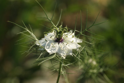 nigella_1971.jpg