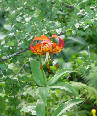 BG_Lilium_pardalinum_2012-06-24e.jpg