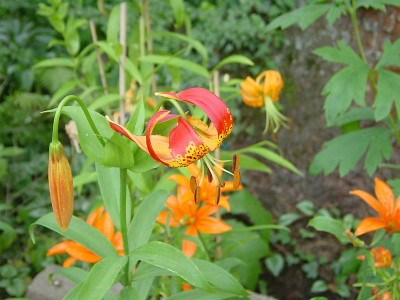 BG_Lilium_pardalinum_2012-06-24.jpg