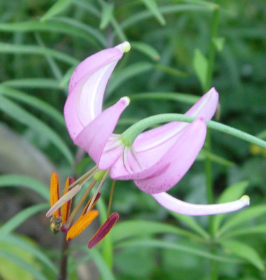 BG_Lilium_cernuum_2012-06-24e.jpg