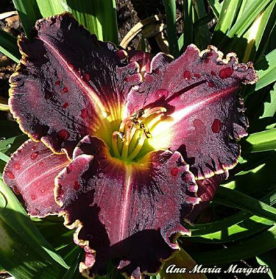Ana_Maria_Margetts-Prescape.JPG