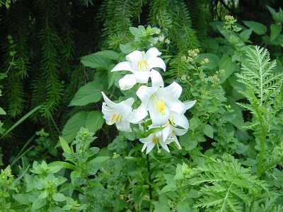 BG_Lilium_candidum_2012-06-24e.jpg
