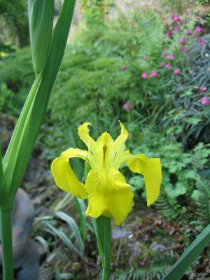 Iris_germanica_Hortu.jpg