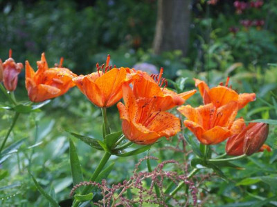 Groenanderung_P6231650.JPG