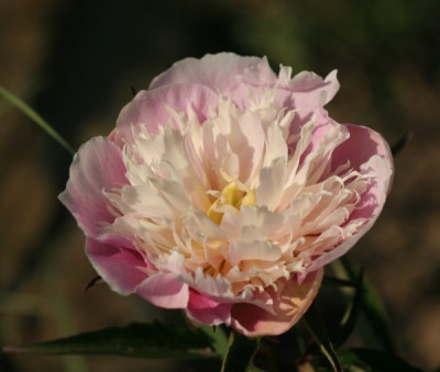 paeonia_vista_1967.jpg