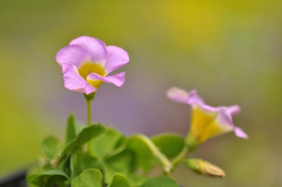 Oxalis_depressa.jpg