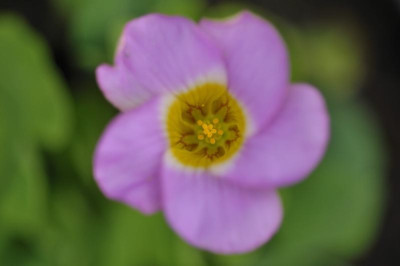 Oxalis_....jpg