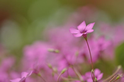 Oxalis_rubra_....jpg