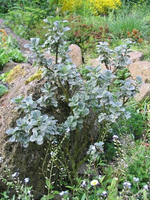 Salix_x_boydii_Hortu.jpg