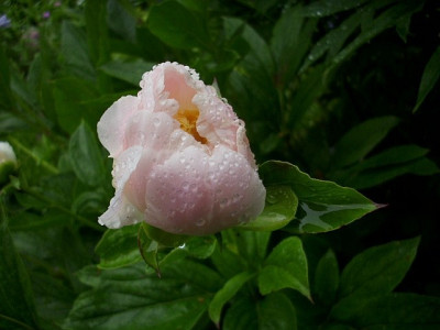 okushimo_knospe_rosa.jpg